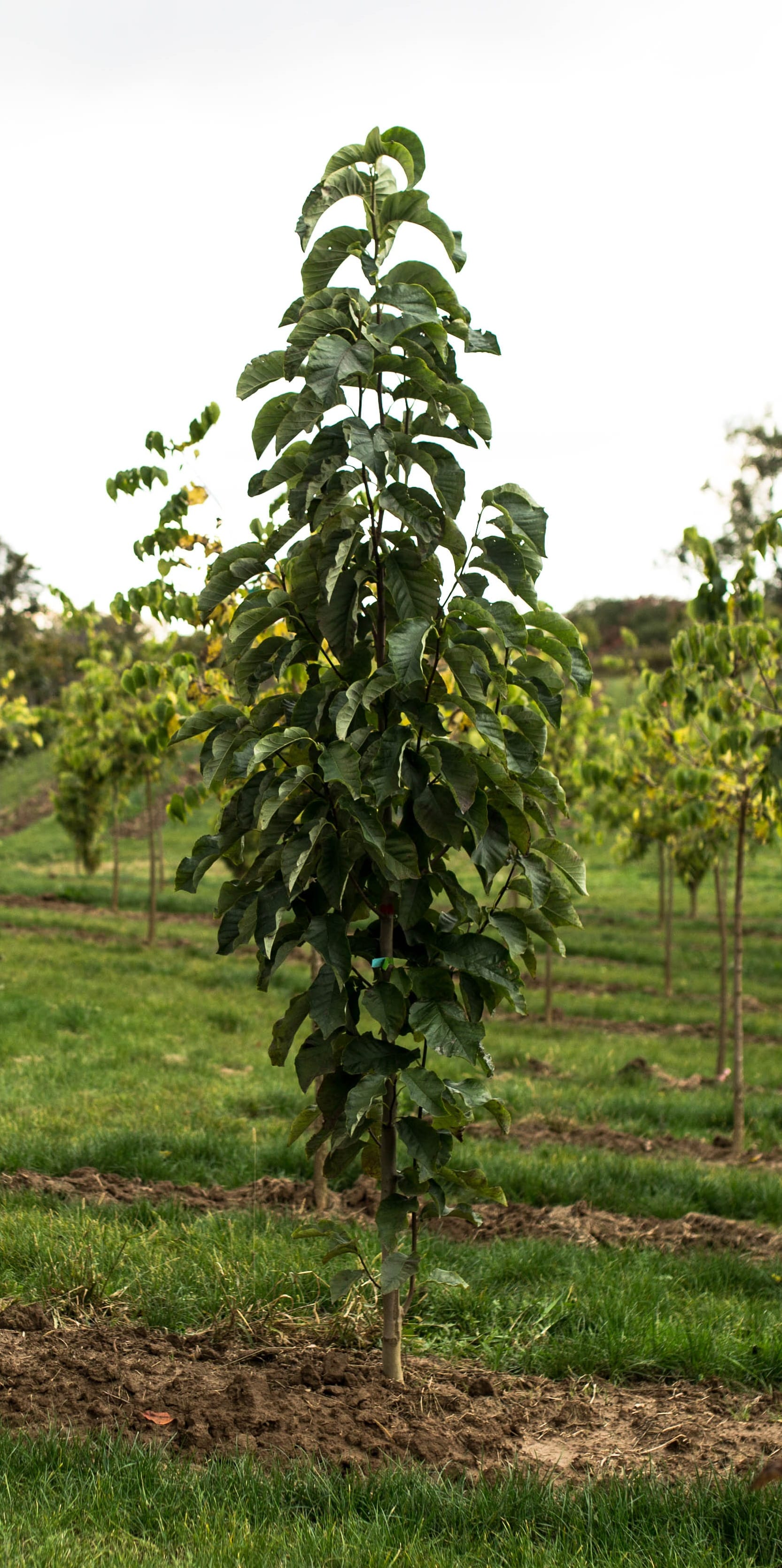 Magnolia x ‘Elizabeth’